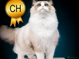 Ragdoll cats for sale: Champion Ragdoll Girl India SHOW-BREED - Advert 3