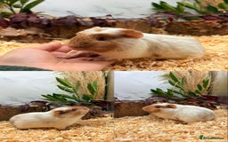 Guinea Pig rodents for sale: ✨Lots of Baby boy Guinea Pigs ✨🐹🩵 - Image 16
