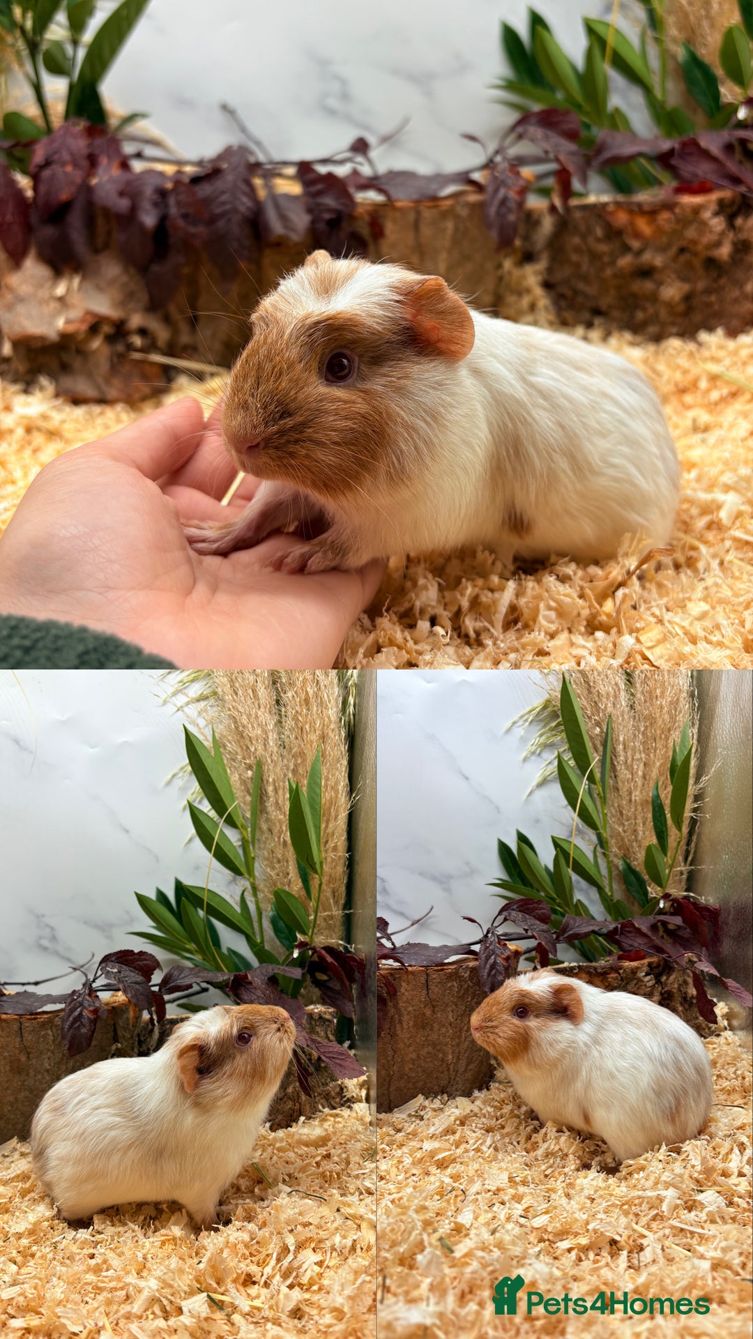 Guinea Pig rodents for sale: ✨Lots of Baby boy Guinea Pigs ✨🐹🩵 - Image 16