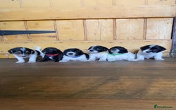 Jackapoo dogs for sale: Beautiful Jackapoo Puppies - Image 1