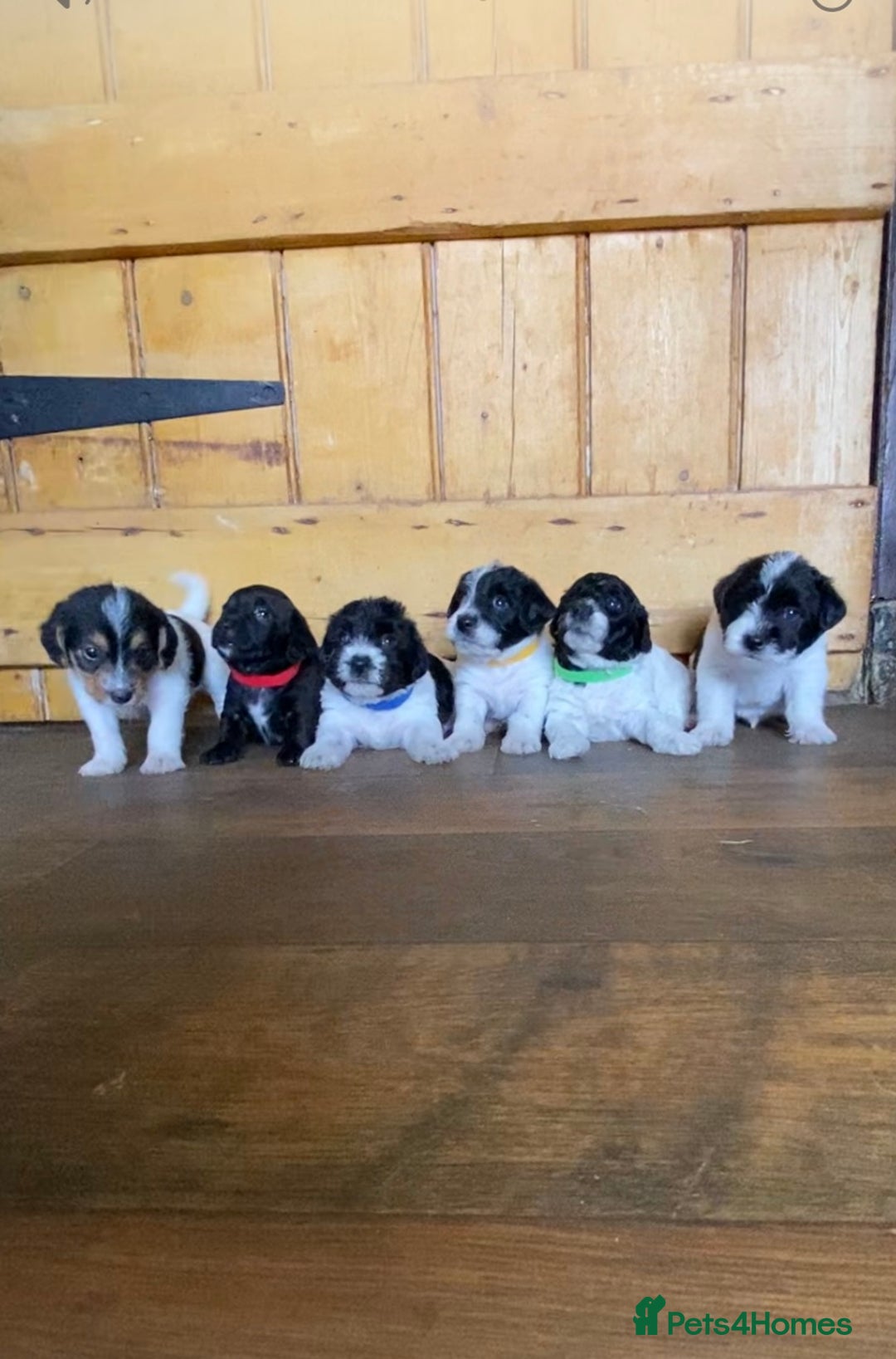 Jackapoo dogs for sale: Beautiful Jackapoo Puppies - Image 1