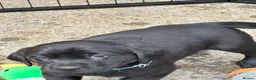 Labrador Retriever dogs for sale: Labrador - Advert 7