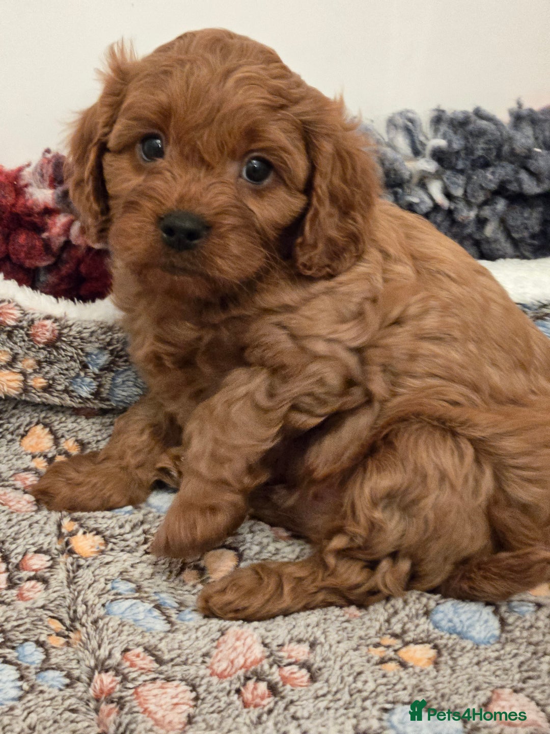 Cavapoo dogs for sale: Gorgeous Red Cavapoo Puppies - Advert 6