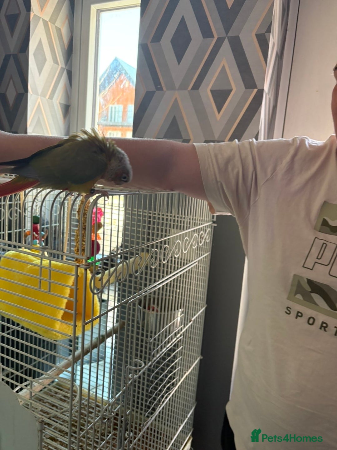 Conures birds for sale: Billy the parrot - Advert 4