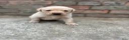 Labrador Retriever dogs for sale: 8 beautiful labradors for sale.  - Advert 11