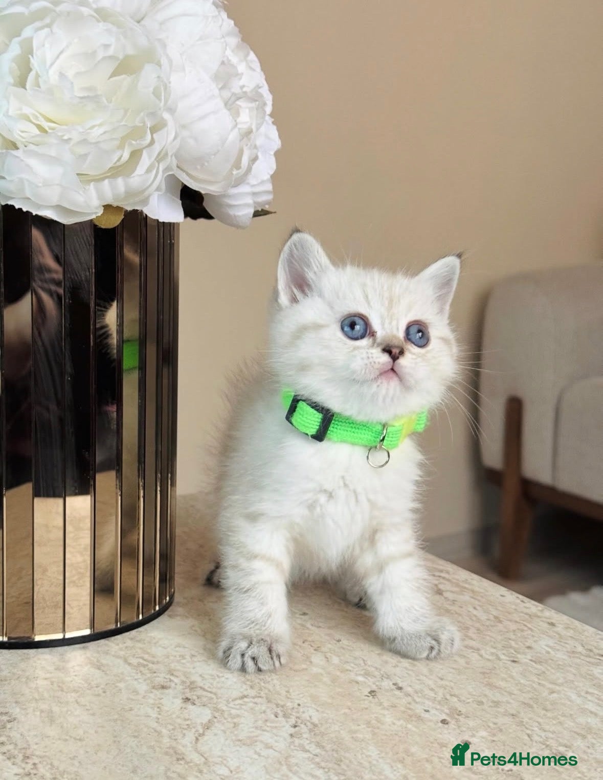 British Shorthair cats Lovely blue eye British shorthair kitten - Advert 2
