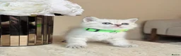 British Shorthair cats for sale: Lovely blue eye British shorthair kitten - Advert 1
