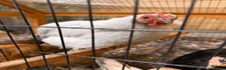 Chickens poultry for sale: Silkies ,polish bantam , Wyandotte  - Advert 8
