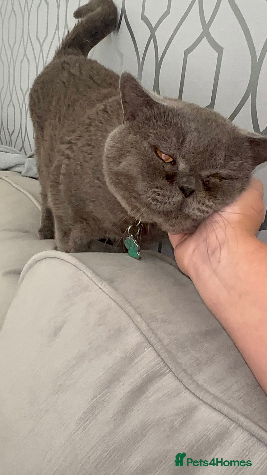 British Shorthair cats for sale: Male British short hair - Image 17
