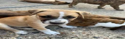 Mixed Breed dogs for sale: Boxer Shepherds for sale in High Wycombe - Advert 8