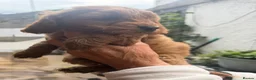 Cockapoo dogs for sale: Cockapoo f1 pups  - Advert 29