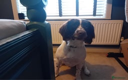 English Springer Spaniel dogs for sale: English Springer Spaniel  - Image 3