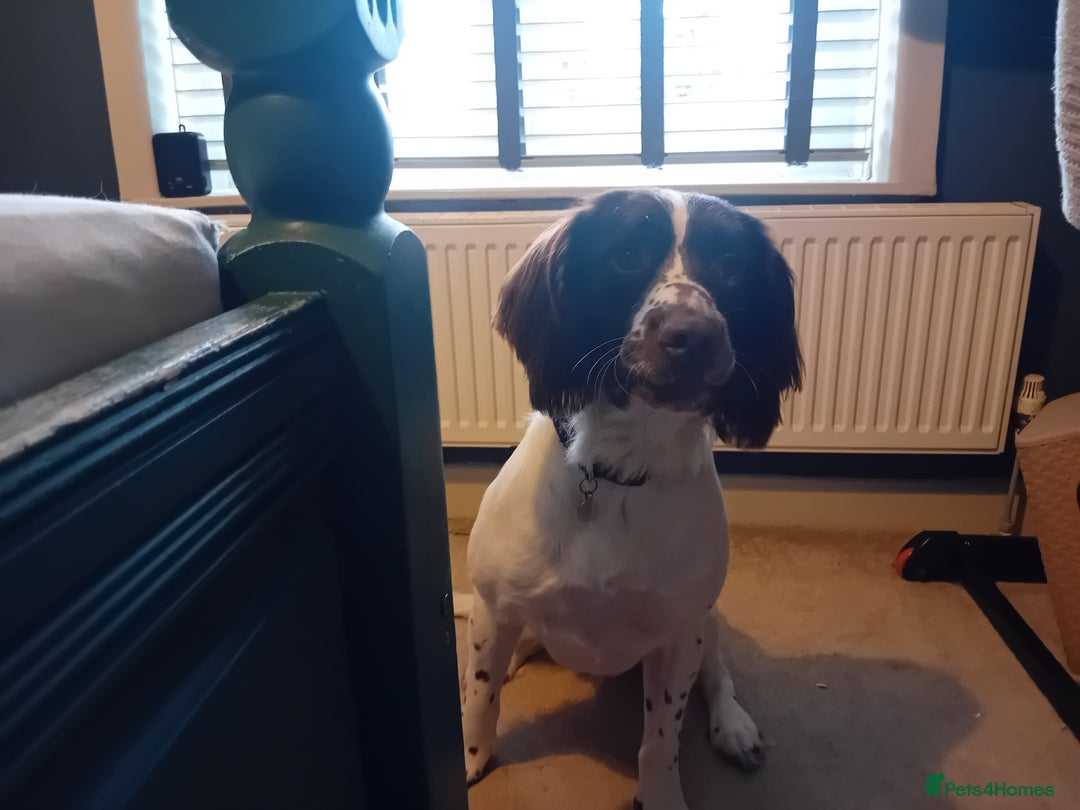English Springer Spaniel dogs for sale: English Springer Spaniel  - Image 3