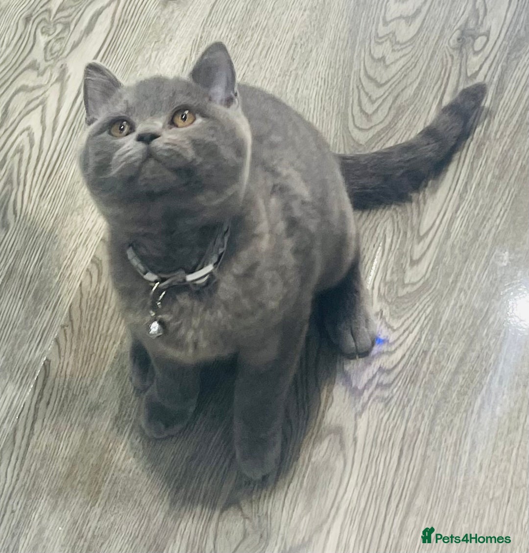 British Shorthair cats for sale: Stunning Blue British Shorthair Kitten 19 Weeks! - Advert 7