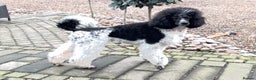 Standard Poodle dogs for sale: Exceptional Standard Parti Poodle puppies due  - Advert 1