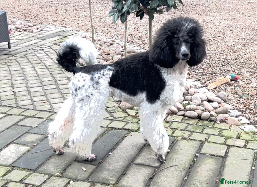 Standard Poodle dogs for sale: Exceptional Standard Parti Poodle puppies due  - Advert 1