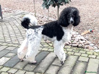 Standard Poodle dogs Exceptional Standard Parti Poodle puppies due - Advert 3