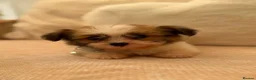 Shih Tzu dogs for sale: Shih tzu  - Advert 11