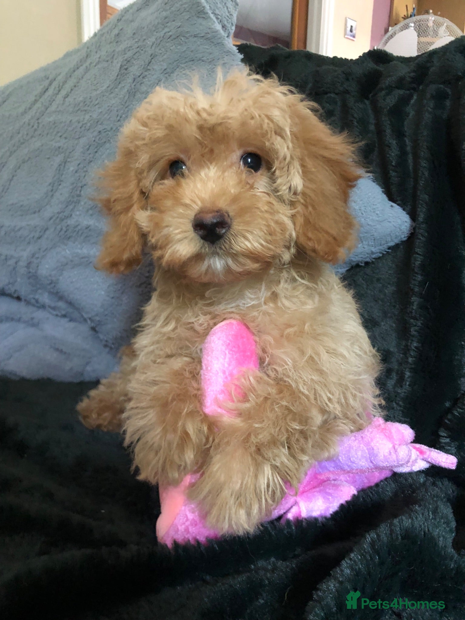 Cockapoo dogs cockapoo puppies for sale  - Advert 1