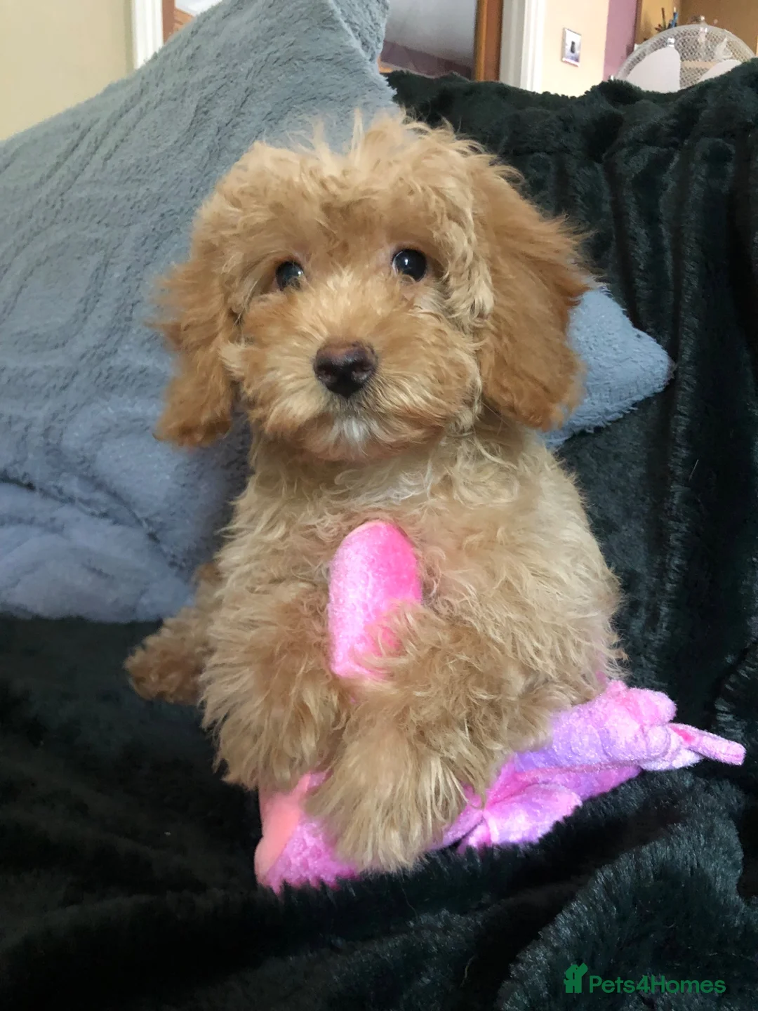 Cockapoo dogs for sale: cockapoo puppies for sale  - Advert 1