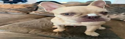 French Bulldog dogs for sale: 7month old french bulldog puppy in Aberdeen - Advert 5