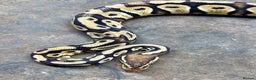 Python Snake reptiles for sale: Royal Pythons & Corn Snakes - Advert 4