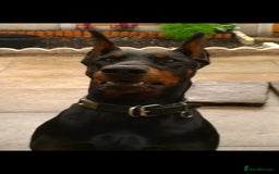 Dobermann dogs for sale: Pregnancy Confirmed - European Doberman Puppies - Image 24