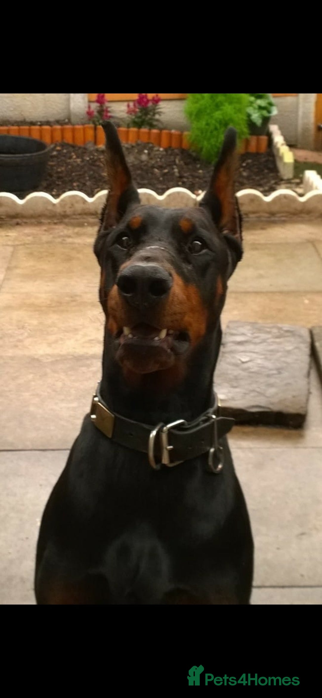 Dobermann dogs for sale: Pregnancy Confirmed - European Doberman Puppies - Image 24