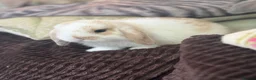 Mini Lop rabbits for sale: Gorgeous, friendly baby mini lops *vaccinated* - Advert 15
