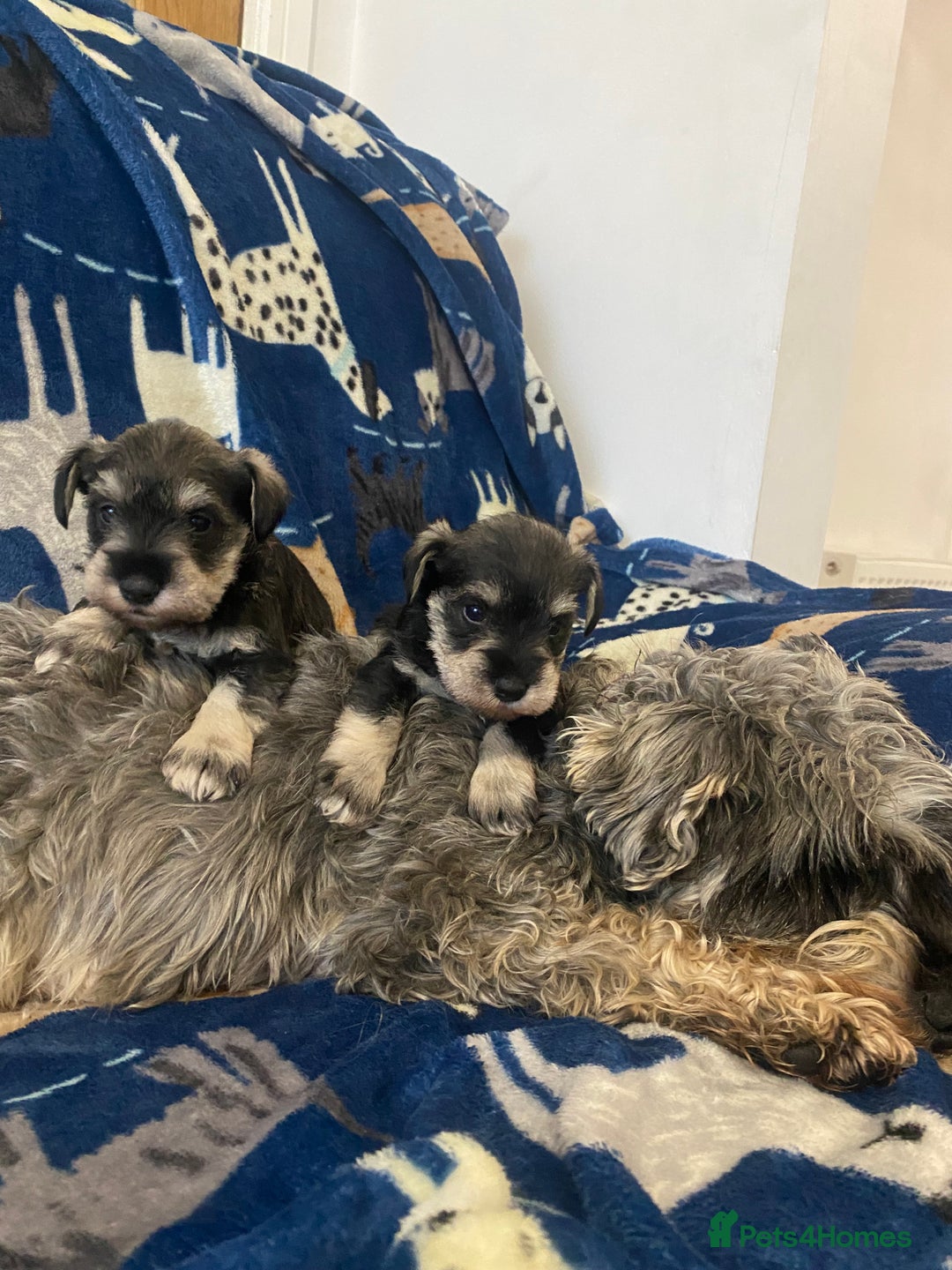 Miniature Schnauzer dogs for sale: Miniature Schnauzer - Advert 3