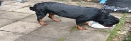 Rottweiler dogs for sale: Rottweiler "Mazza" - Advert 6
