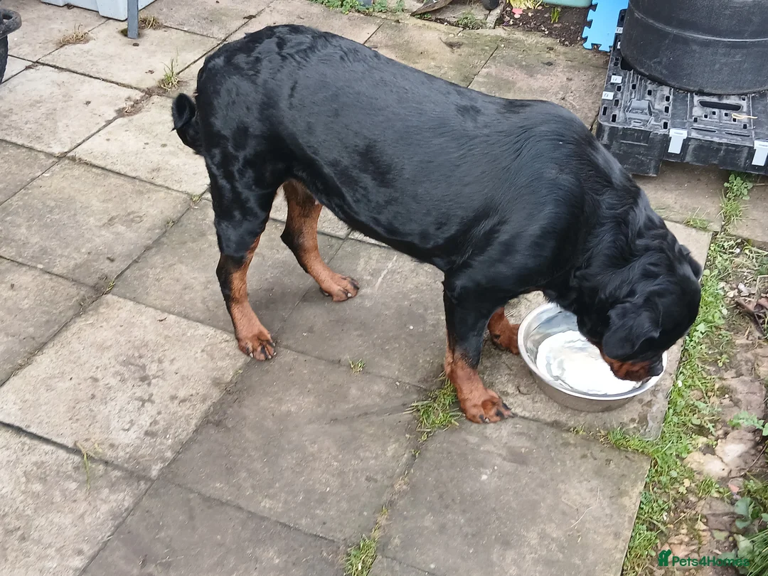 Rottweiler dogs for sale: Rottweiler "Mazza" - Advert 6