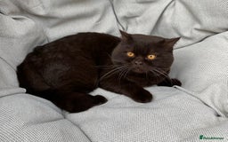 British Shorthair cats for sale: Ready British Shorthair Chunky Kittens - Image 28