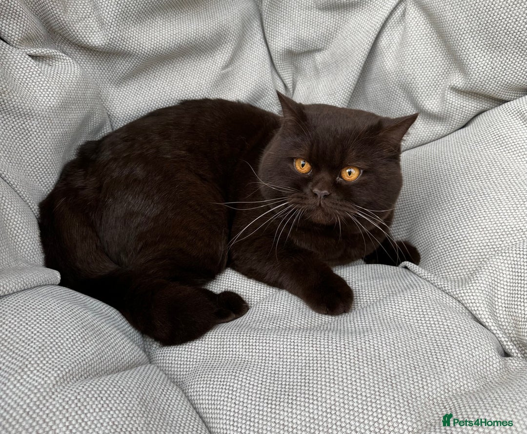 British Shorthair cats for sale: Ready British Shorthair Chunky Kittens - Image 28