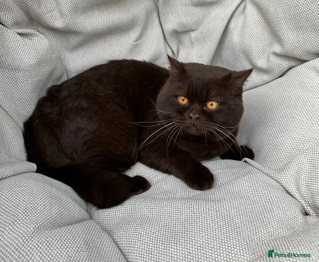 British Shorthair cats for sale: Ready British Shorthair Chunky Kittens - Advert 25
