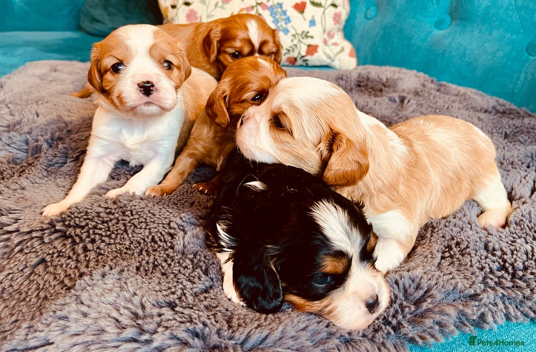 Cavalier King Charles Spaniel dogs for sale: Stunning KC Cavalier King Charles Spaniel Puppies. - Image 4