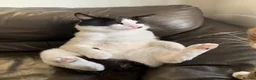 Mixed Breed cats for sale: Thor – A Striking, Really Affectionate Tuxedo Boy! in Brentwood - Advert 8