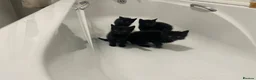 Bombay cats for sale: Adorable Bombay kittens  - Advert 2