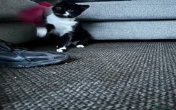 Domestic Shorthair cats for sale: Binkey  - Image 10