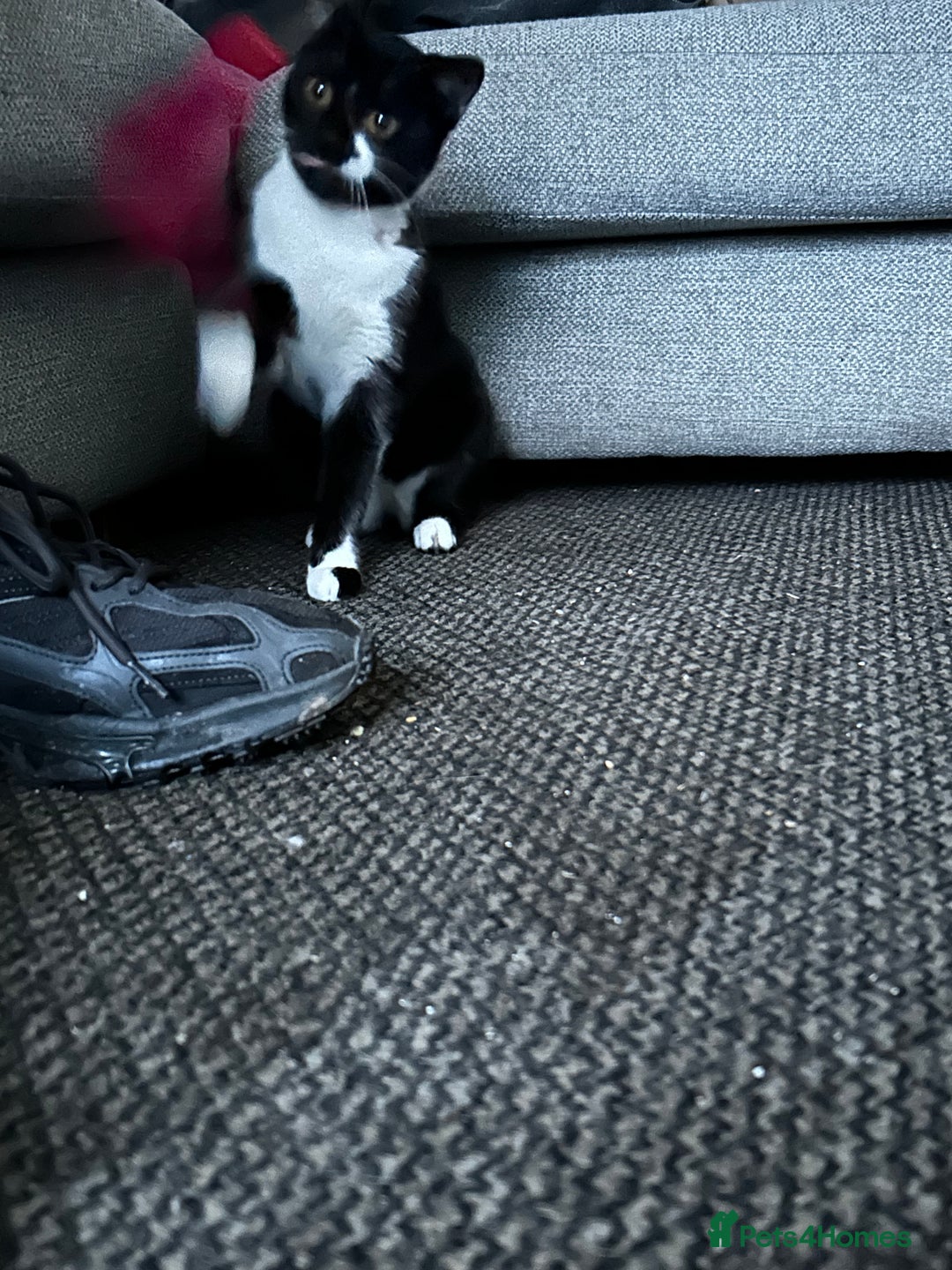 Domestic Shorthair cats for sale: Binkey  - Image 10