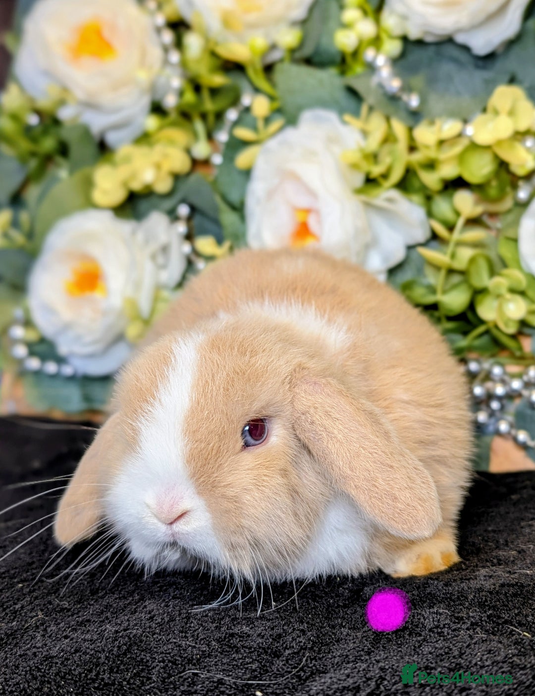 Mini Lop rabbits for sale: ❤️Stunning mini lop babies❤️ - Advert 3