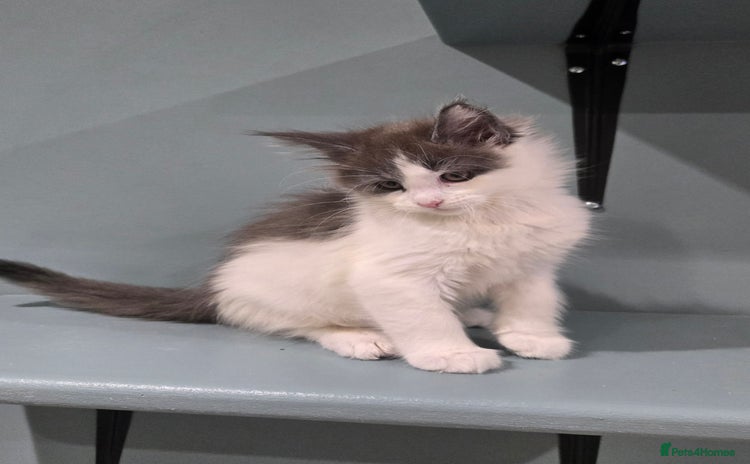Maine Coon cats - Advert 16
