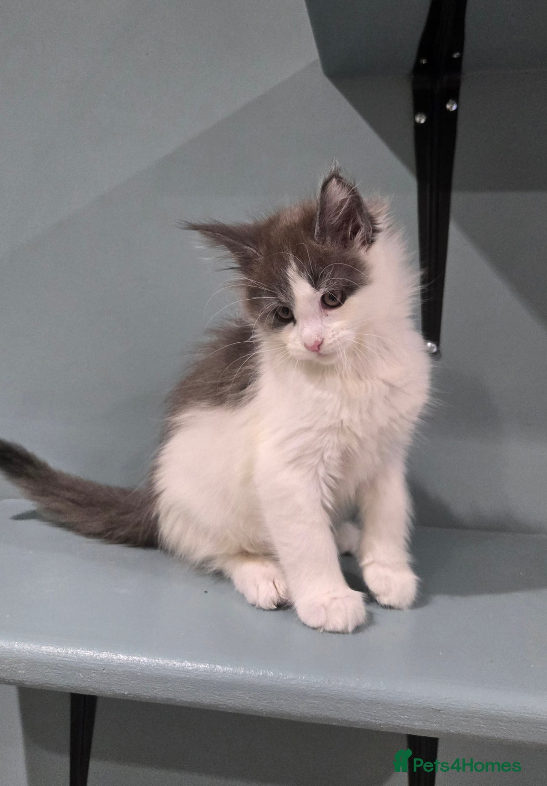 Maine Coon cats for sale: GCCF Registered female  - Image 1
