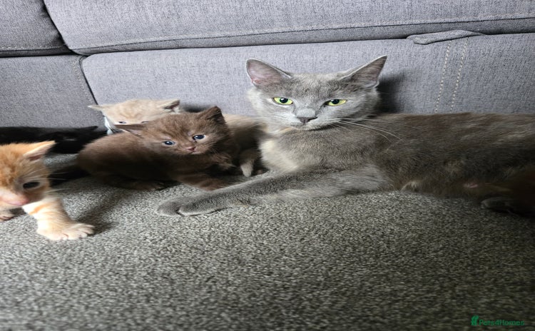 Norwegian Forest Cat cats - Advert 1