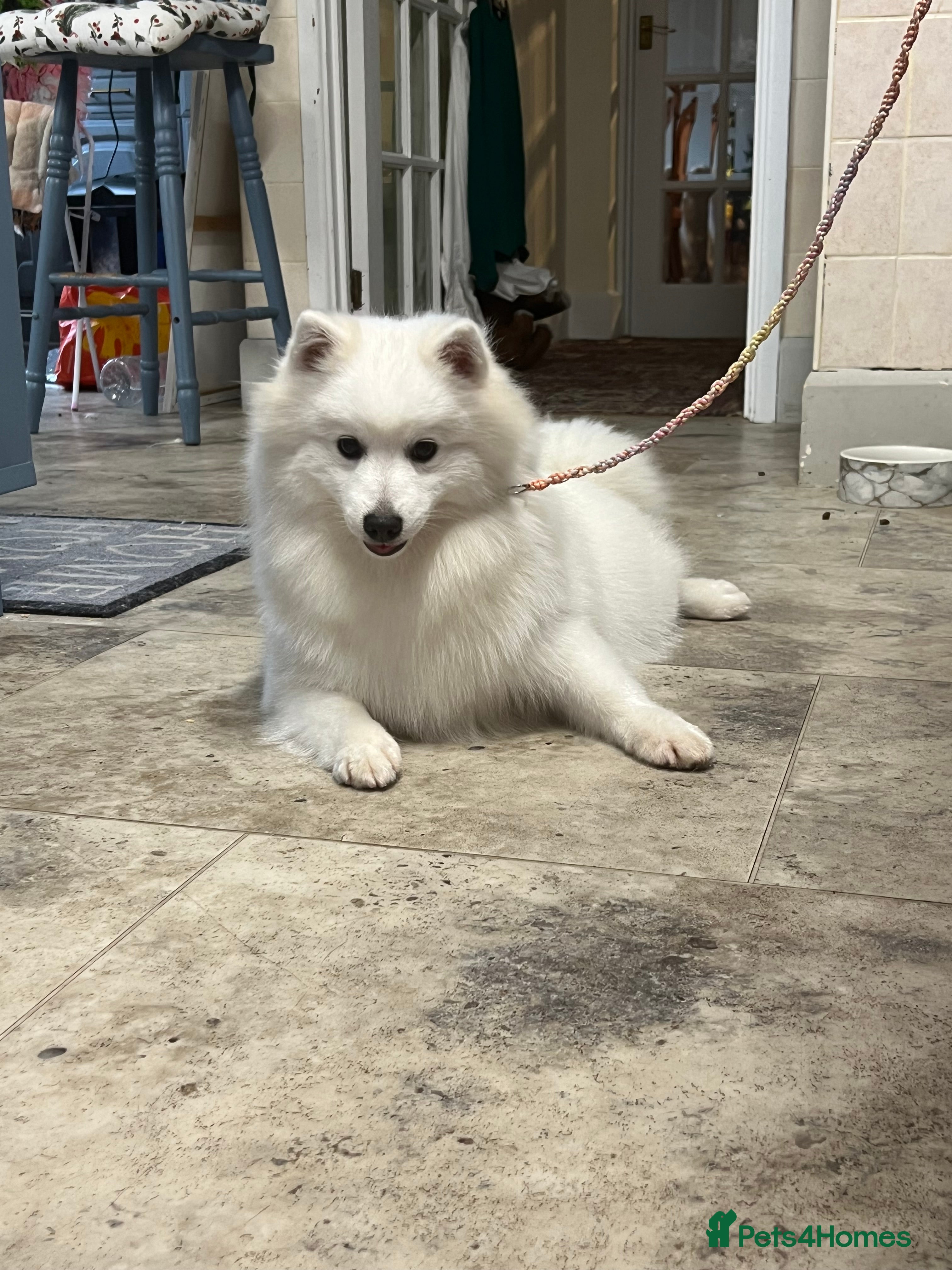 Japanese Spitz dogs Gorgeous Japanese spitz girl  - Advert 4