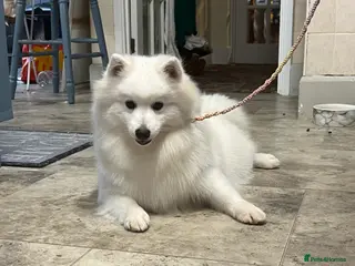 Japanese Spitz dogs Gorgeous Japanese spitz girl - Advert 4