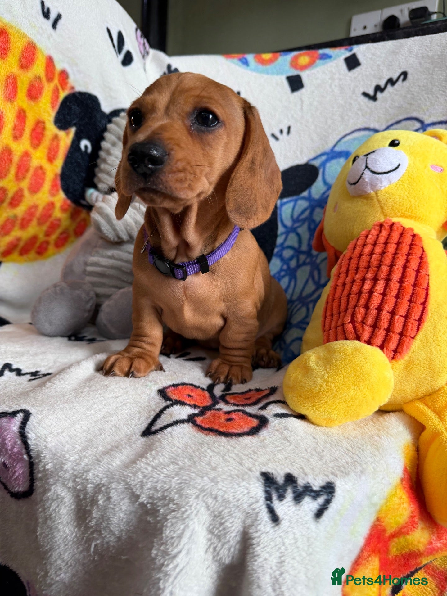 Miniature Dachshund dogs KC Mini Dachshund.  - Advert 1
