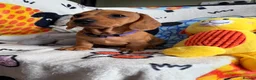 Miniature Dachshund dogs for sale: KC Mini Dachshund.  - Advert 12