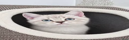British Shorthair cats for sale: Beautiful Colourpointed Kittens - Advert 6