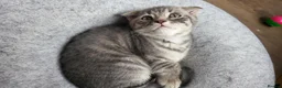 Scottish Fold cats for sale: Ready to rehome schottish fold kittens - Advert 22